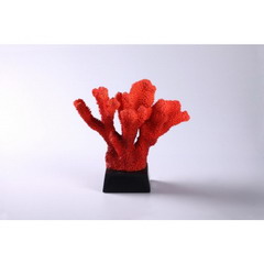 coral